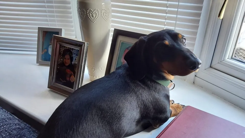 Milo the dog, Purr-inn's head of security, on watch