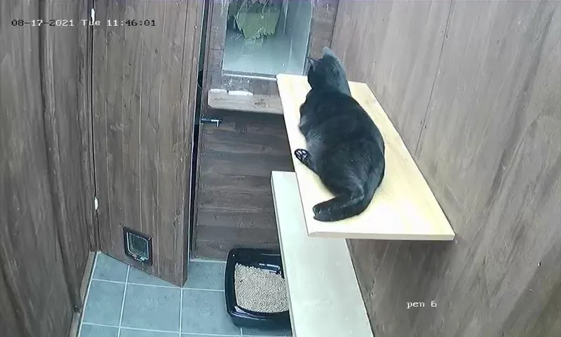 Purr-inn cat pen — photo 5